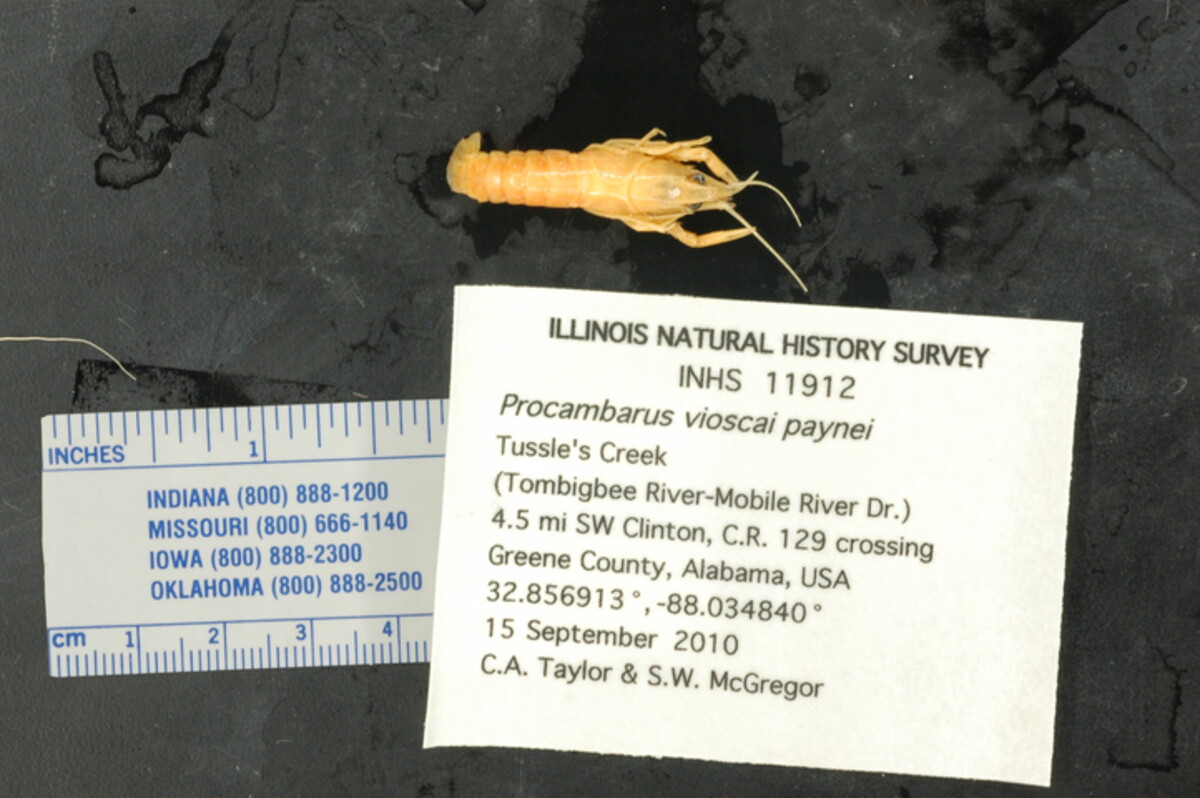 Procambarus vioscai image